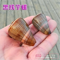  Natural conch shell black line taro snail Aquarium fish tank landscaping decoration window design rare specimen snail