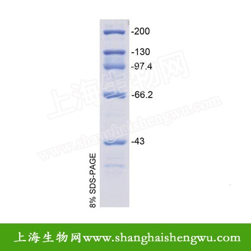 高分子量蛋白Marker 200&mu;l 20次  REBIO PM43200