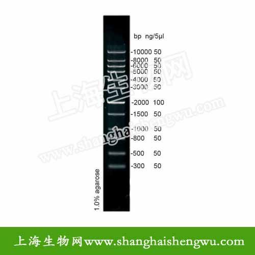 DL1000 plus 50T 250ul DNA Marker 分子量标准 R04039 核酸电泳