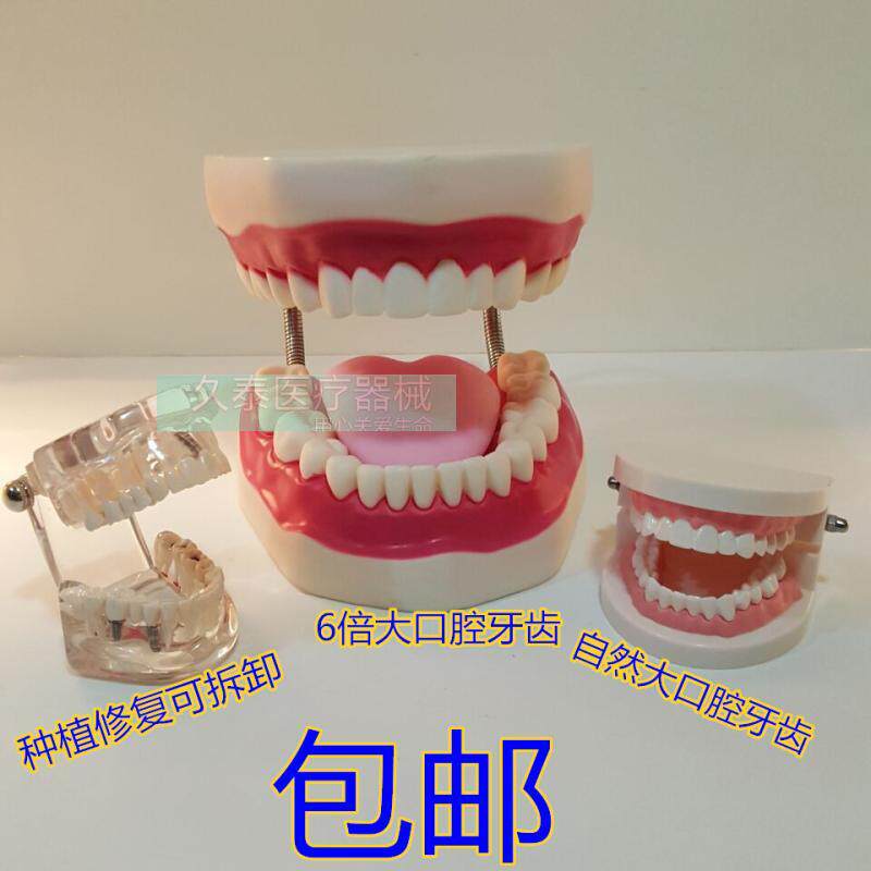 自然大牙齿教学模型 儿童口腔教学模型 幼儿园教刷牙模型牙科材料