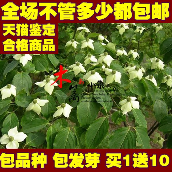 四照花苗 香港区花 盆栽室内苗花卉 阳台花 观花植物