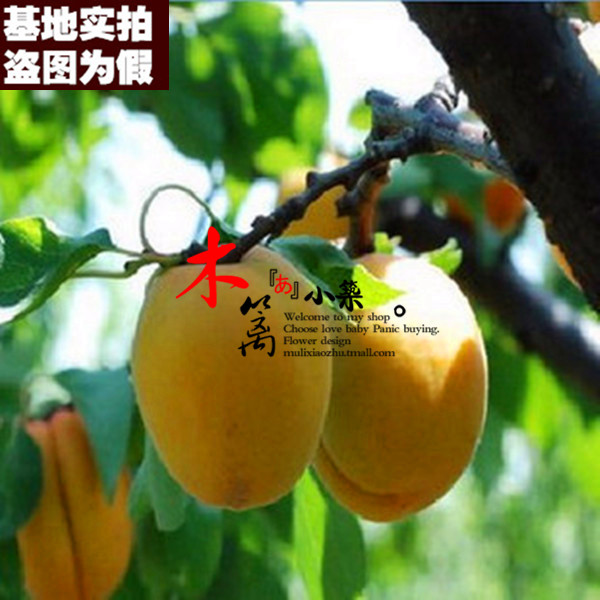 【双甜15】杏子苗果樹苗南方北方种植庭院阳台盆栽地栽易成活