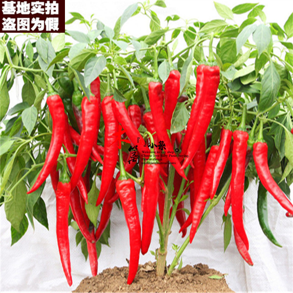 【干辣椒16】甜椒 辣椒 朝天椒 阳台种菜盆栽 花种 盆栽种植