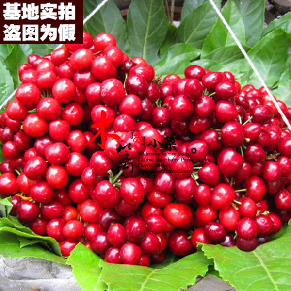 【早大果樱桃15】盆栽地栽车厘子樱桃苗嫁接苗当年结苗