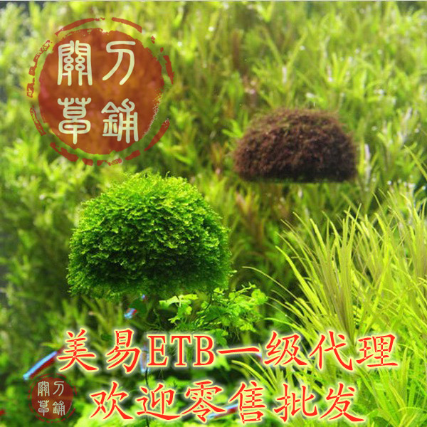  ETB Beauty Suspension Ball Water Grass Moss Ball Fish Tank Moise for a Wood Cuckoo Roots 