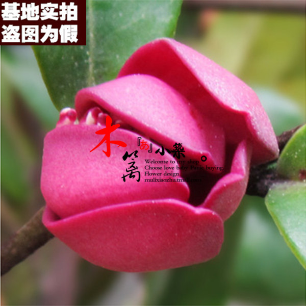 精品花卉盆栽 含笑花苗【全紫红】含笑花 浓香花卉 含笑苗