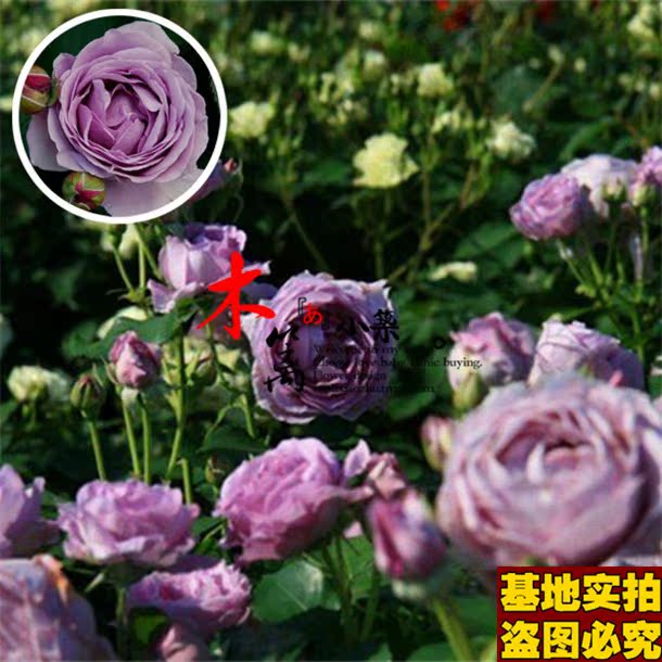 【风暴17】四季蔷薇花苗赛玫瑰蔷薇牡丹苗植物【50粒装】