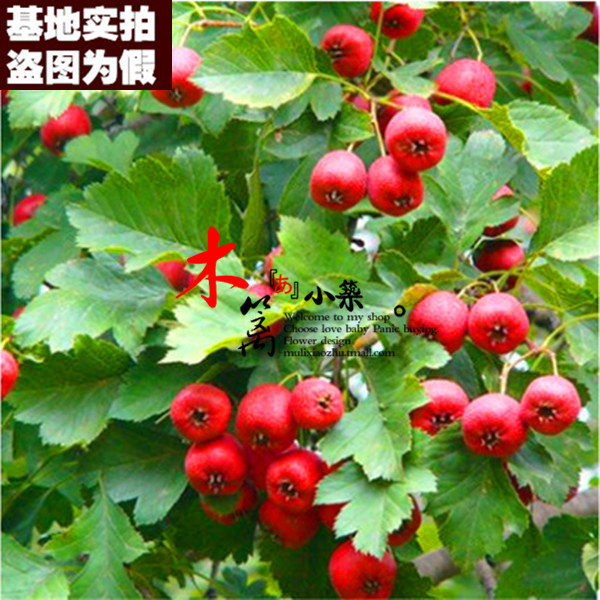 【金果山楂15】盆栽地栽 山楂樹苗 山楂樹 山楂苗 山楂花苗嫁接苗