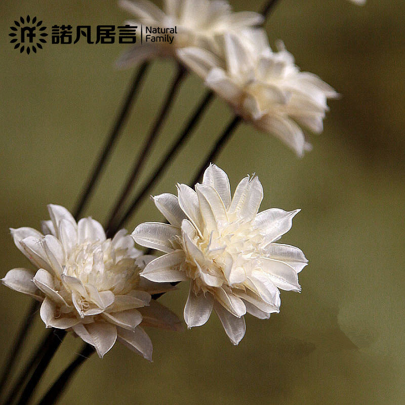 ŵ���Ʋ軨��Ʒ�ʸɻ��Ʋ軨