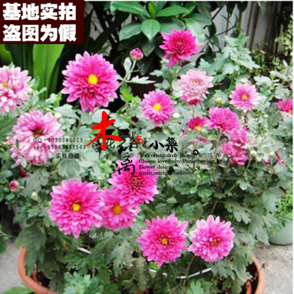 【硫华菊玫红16】黄秋英 硫华菊 观赏花卉阳台庭院种植盆栽