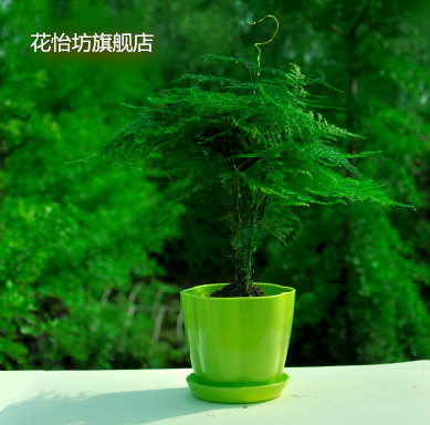 盆栽花卉 文竹盆栽 观叶植物 室内桌面盆栽绿植 小植物 净化空气