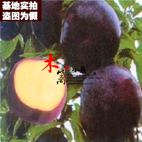 【昧馨15】阳台庭院盆栽地栽嫁接李子苗 南北方皆适宜促消化