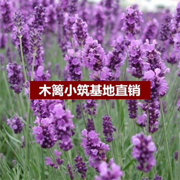 盆栽花卉 香草 【加那利薰衣草】 盆栽室内花卉 观花植物