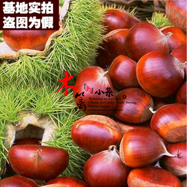 【珍珠栗15】板栗苗 栗子苗 阳台庭院盆栽地栽苗 全国适宜当年结