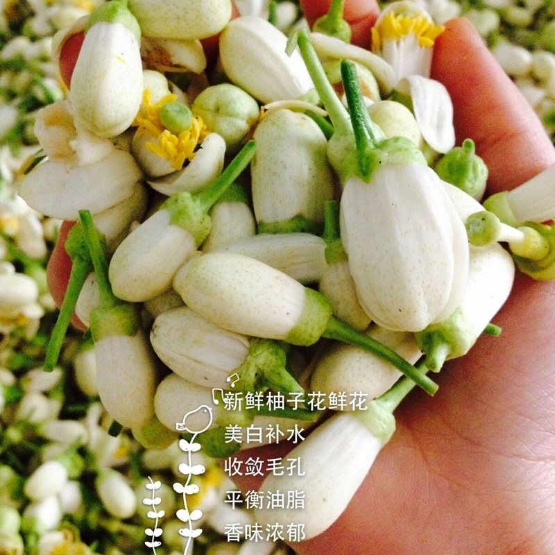 Fresh grapefruit flowers flower every mid April flower extract grapefruit flower pure aromatic flower special