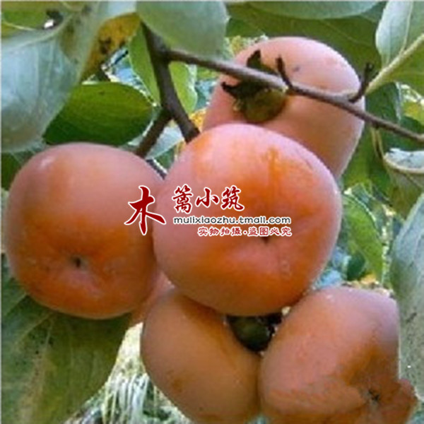 【日本甜柿】阳台庭院盆栽地栽嫁接苗 柿子苗 适合南方北方种植