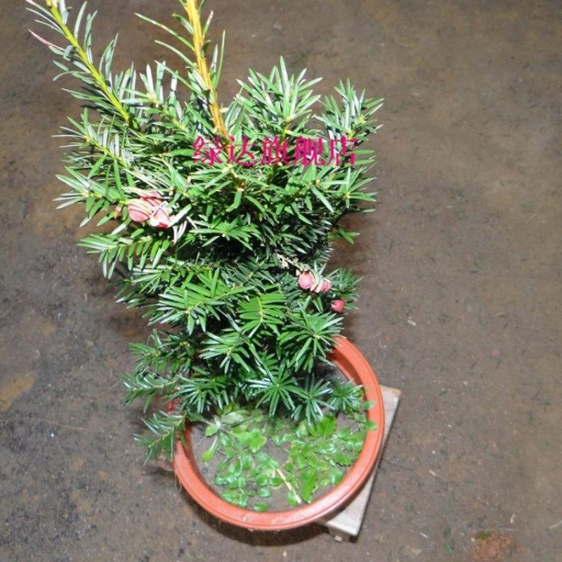 �̴ﻨ����������