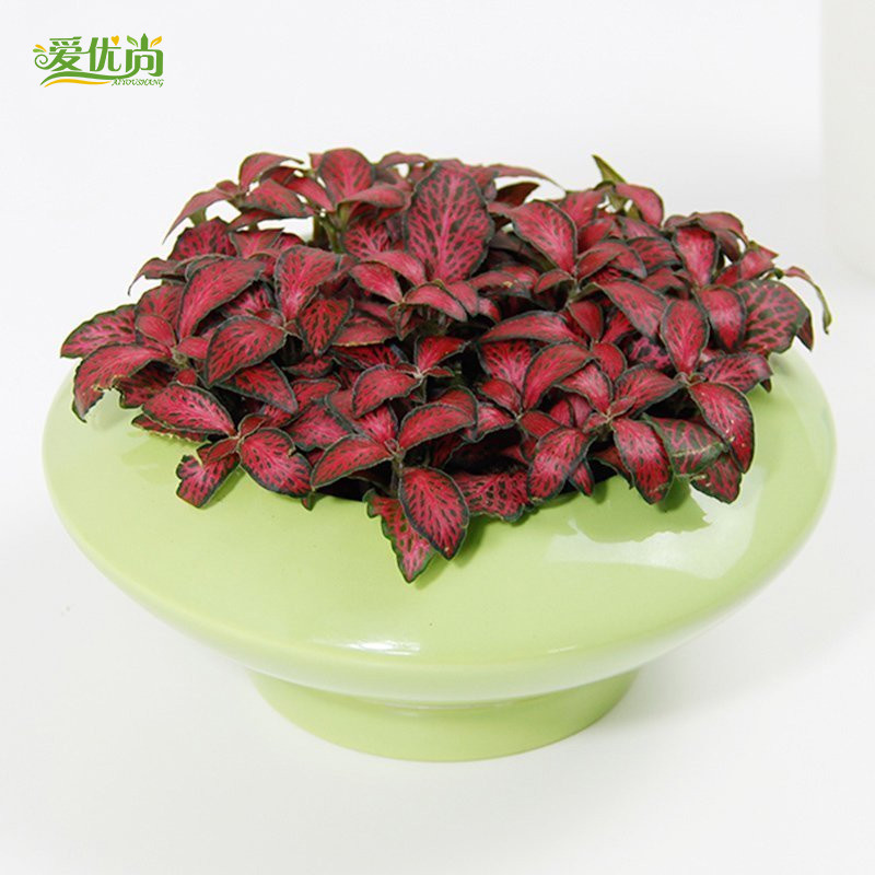 ���������Ʋ��������Ʋ�