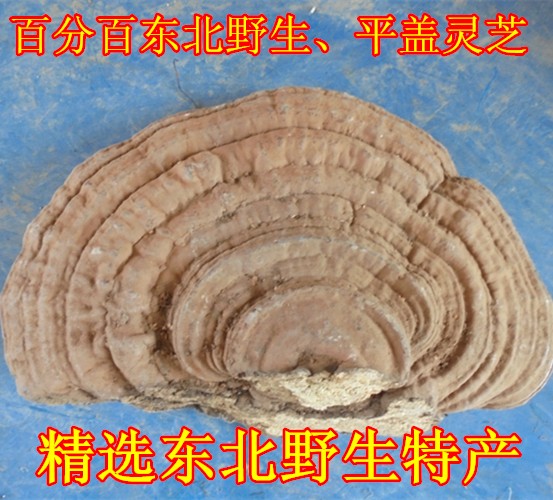 Northeast Changbai Mountain Wild Flat Cover Ganoderma lucidum Large piece of old beef liver Dried Ganoderma lucidum free slice 250g