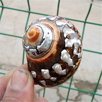  Natural boutique conch shell specimen snail South African salamander snail collection South African salamander snail fish tank landscaping decoration