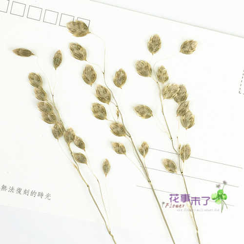 小判草野草押花壓花乾燥花天然乾燥花手機保護殼植物教學標本花事未了