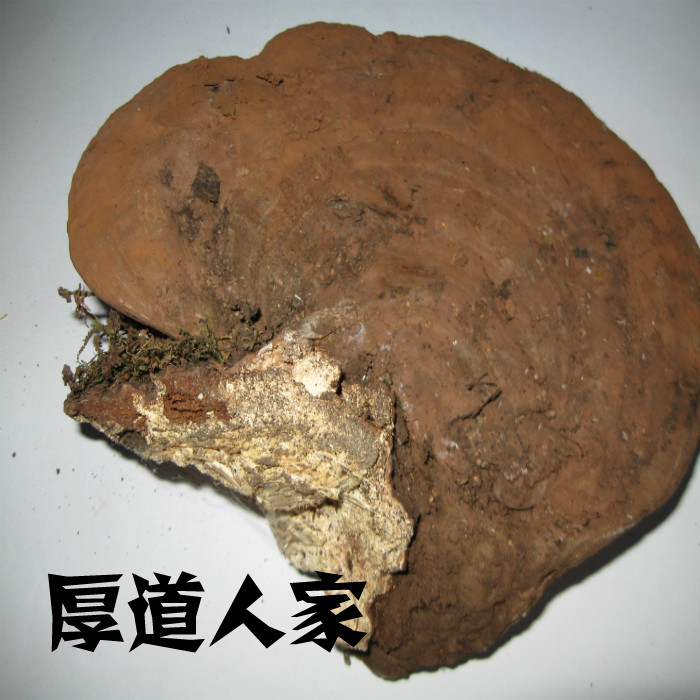 Thick Dodge people Long white Mountain wild flat cover Lucid Lucid Lingzhi RMB28  1 catty of 2 catties