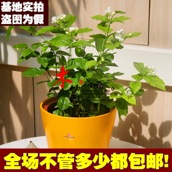 室内有氧盆栽茉莉花苗茉莉花 香味浓郁 净化空气花卉绿植 防辐射