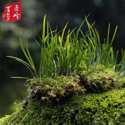 With stone calamus, tiger whisker, calamus grass, water culture, Stone calamus fragrance, miniature landscape, potted landscape, green plant flowers