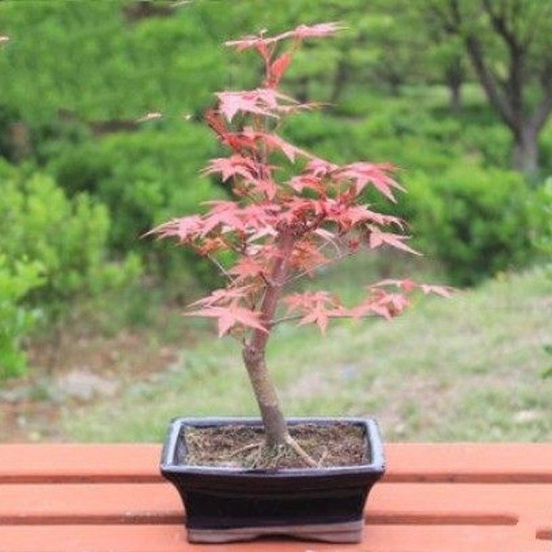 �̴����辰hfpj11