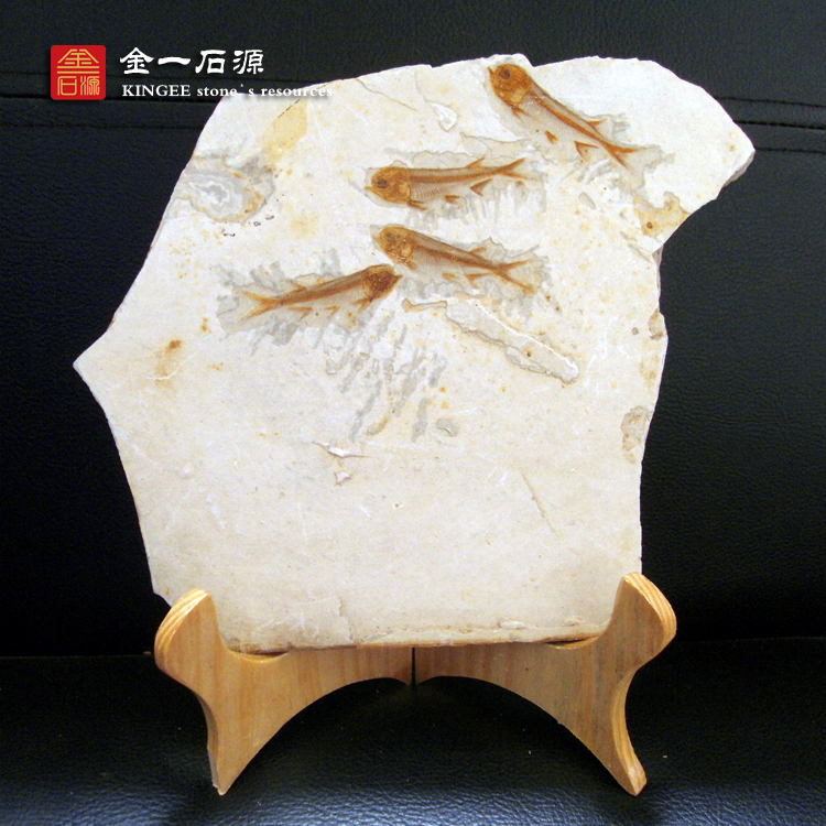 Liao Xi Natural Ancient Bio Wolf Fin Fish Fossil Specimens Original Stone Chite Fauna Fossilized Stone Group Fish Swing Piece Delivery Bracket-Taobao