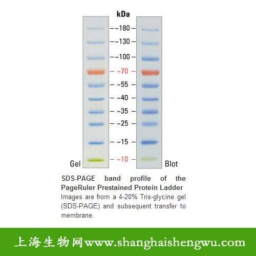 双色预染蛋白Marker REBIO PPM17010 50次Fermentas分装