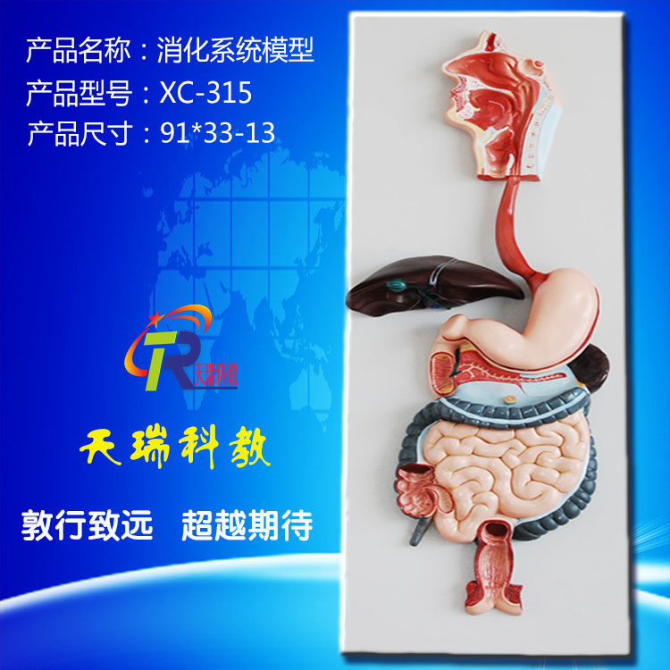 digestive system anatomy model human anatomy model human digestive system model biological teaching model