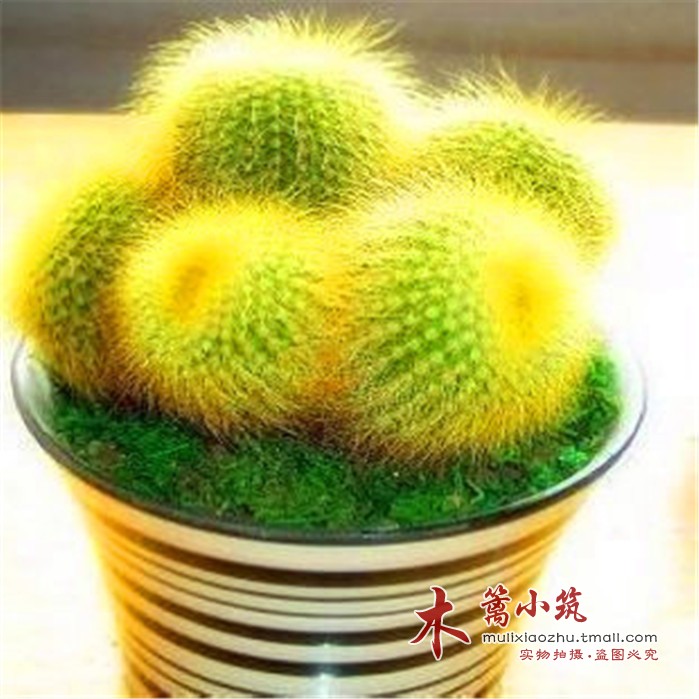 电脑边可以防辐射仙人多肉 小型办公室盆栽 金丝猴仙人球