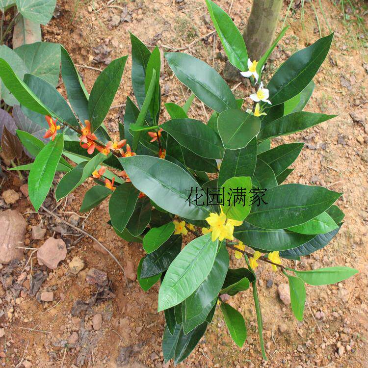 Simulation plant leaf stereo four-fork branch night to fragrant silk flower garden small potted plant floor living room shop decoration direct