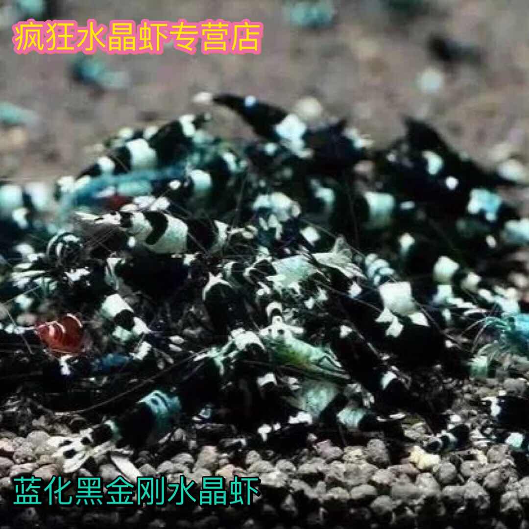Crazy crystal shrimp, black diamond crystal shrimp, black crystal shrimp, blue diamond shrimp, crystal shrimp, black and white thick white black shrimp