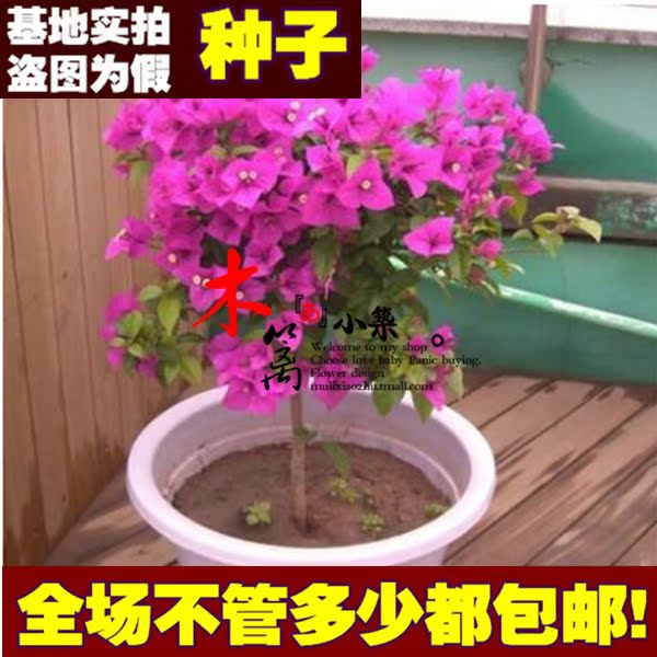 盆景室内绿植 盆栽重瓣三角梅苗 攀援花卉 当年开花【10粒装】