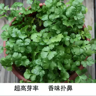 Imported small-leaf coriander seeds with strong fragrance can be potted and ornamental fruits and vegetables Shouguang vegetable seeds