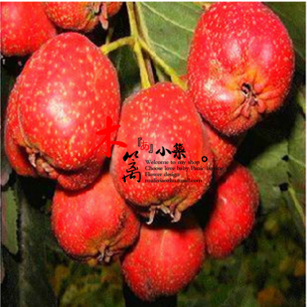 【大五菱】阳台庭院盆栽地栽山楂苗 大果山楂苗 南方北方都适宜