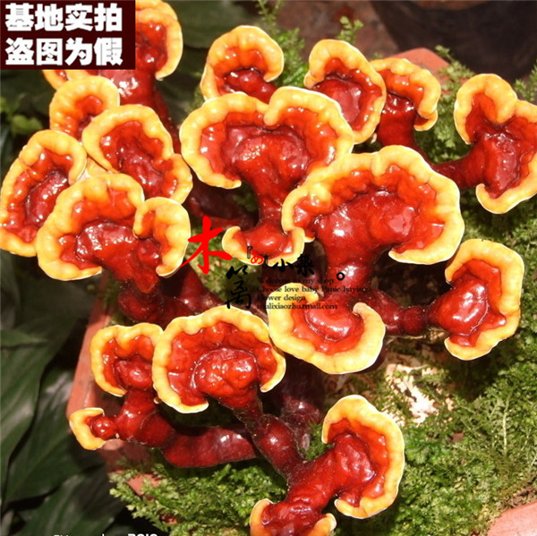 【灵芝17】人参灵芝乌拉草紫萝卜 可盆栽地栽阳台庭院