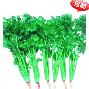 Four seasons large leaf coriander seeds Balcony potted four seasons heat-resistant coriander seeds Farmers ' garden vegetable seeds Vegetable seeds