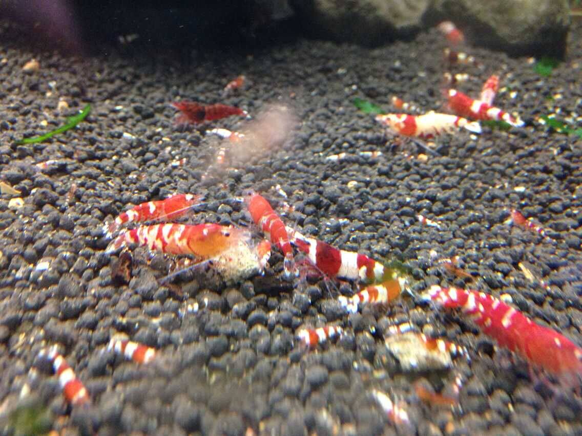 Crystal Shrimp Red and White Shrimp Tool Shrimp Pet Shrimp Ornamental Shrimp Live Rice Shrimp