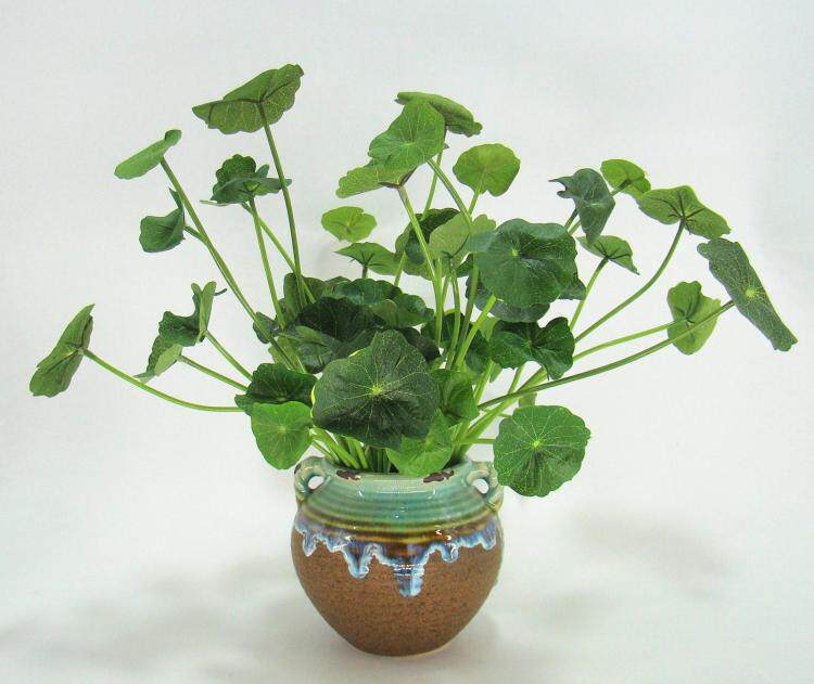 Simulation of small plants fine copper money grass money leaf duckweed lotus leaves small lotus leaves small potted fake flowers