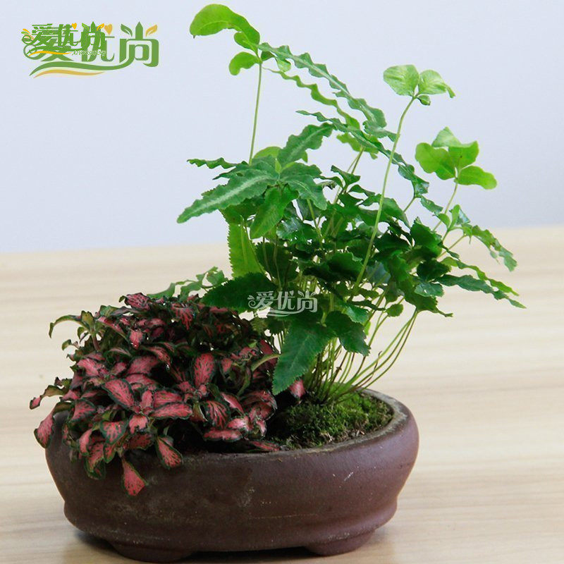 �����а������������԰�����