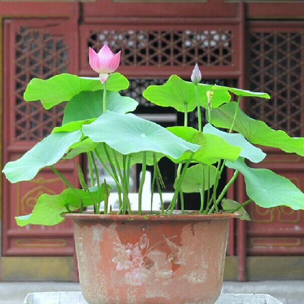 水池荷花 大花碗莲种根 莲藕花卉 水培水生池塘开花植物 十棵包邮