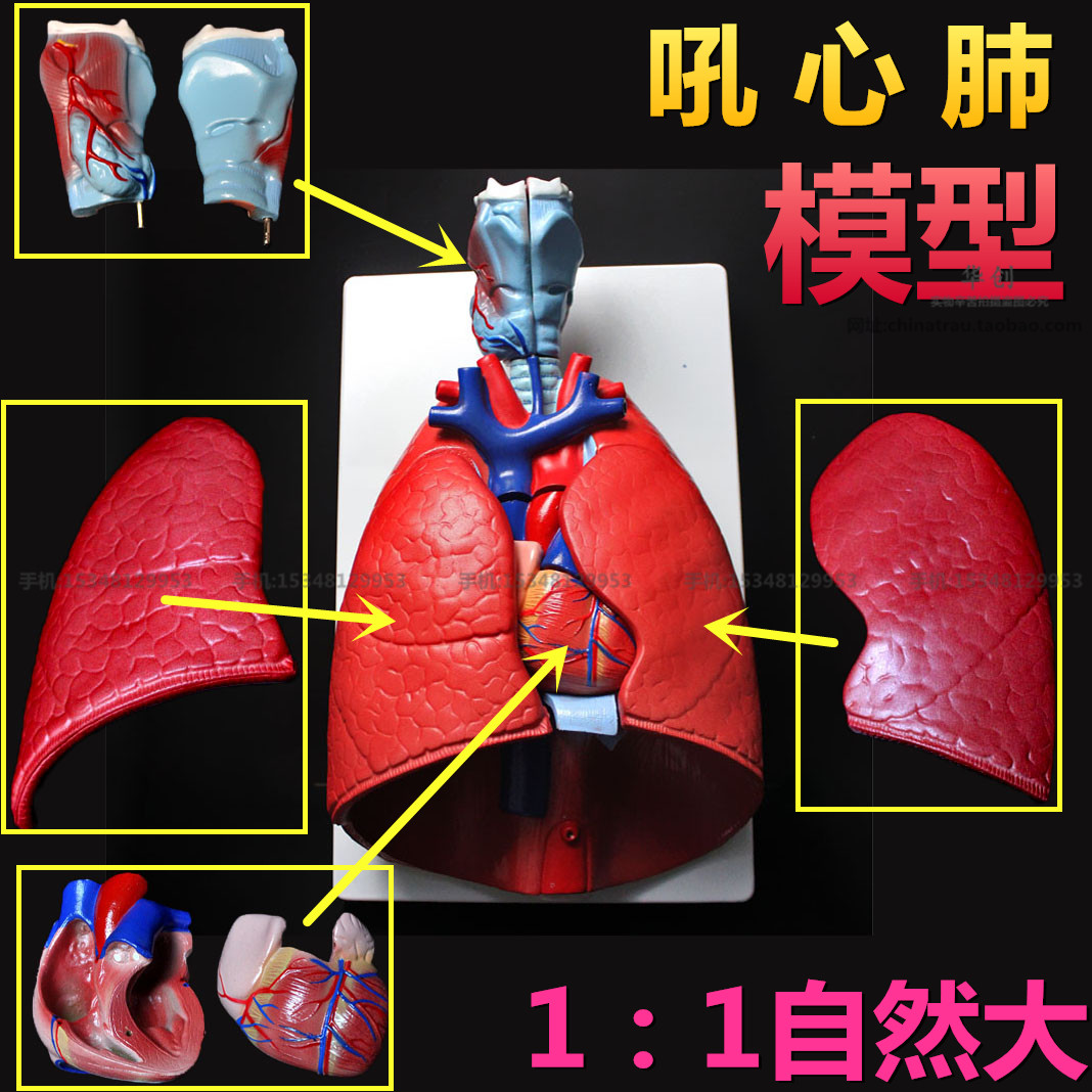 医院用呼吸系统教学模型喉咙心脏肺部呼吸道解剖模型医学胸腔器官