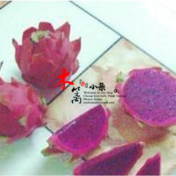 【紫肉】盆栽地栽庭院植物扦插台湾黄皮黄肉火龙果 当年产量高