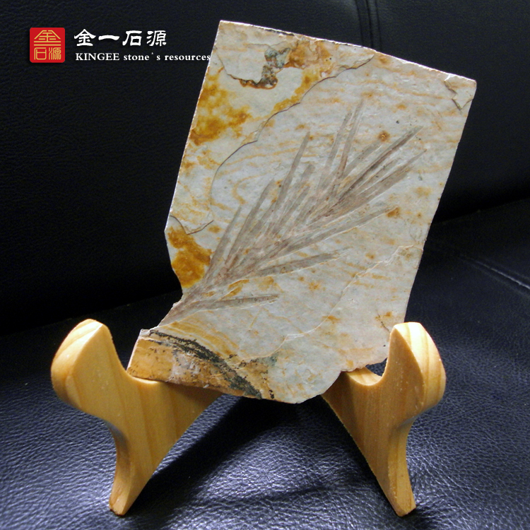 Liao Sixi Ancient Bio Thin's Liaoning Branch fossil specimen original plate ornamental chishi pendulum piece plant fossil original stone delivery frame