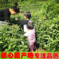 2024 Keemun Black Tea Authentic Qihong Red Fragrance Snail Guyu Bulk Spring Fragrance Black Tea 250g