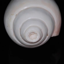 Quick-release natural conch large shell Nepalese conch horn blowing conch Indian holy conch white conch supply