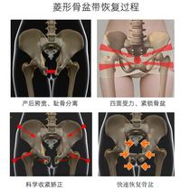 Pelvic correction belt pelvic forward tilt corrector false hip width postpartum pubic separation repair abdominal belt and hip belt artifact